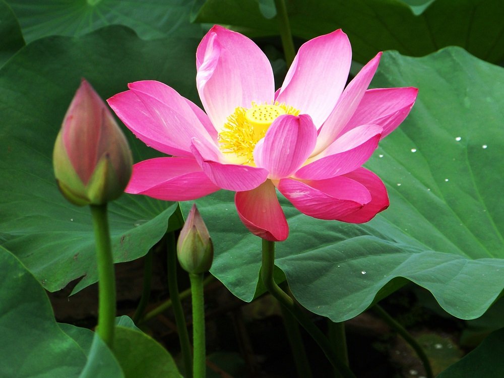 Un fiore non pensa di competere con il fiore accanto, semplicemente fiorisce. Detto zen