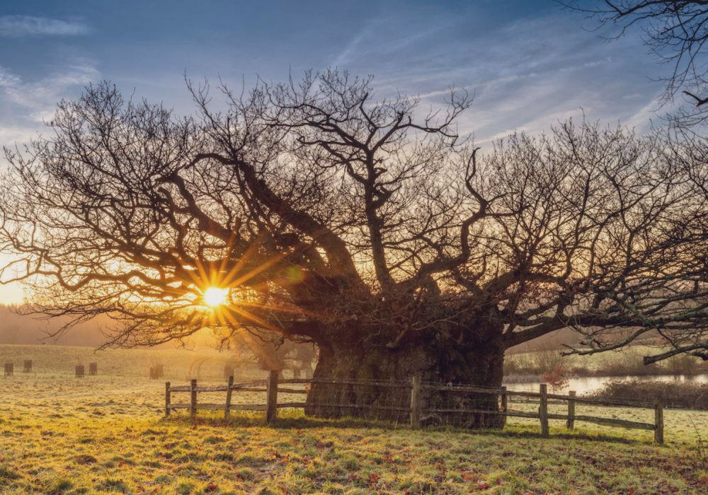 Queen Elizabeth I Oak - Cowdray Park, Sussex 🌳

A Sessile Oak up to 1,000 years old. In 1591 Elizabeth I had lunch under its canopy 

Photo: George Gunn
