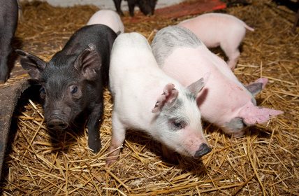 Fütterungsstrategien zur Reduzierung von Coli-Durchfall bei Absetzferkeln derhoftierarzt.de/2024/05/fuette… via @hoftierarzt #Tiergesundheit #Tierwohl #Schweine #Ferkel