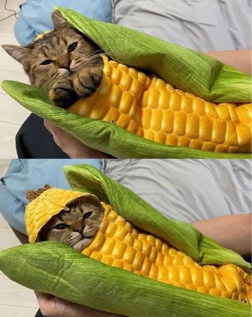 Why you should have a cat (@shouldhavecat) on Twitter photo 