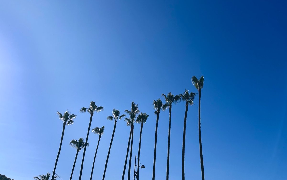 La Croisette et ses palmiers 🌴💙#mardi #GoodMorning