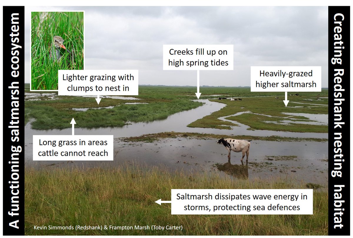Wonderful salt-marshes! With the right management, they can store carbon, feed cattle and provide homes for breeding #Redshank. Blog based on paper by @LucyRMason of @RSPBScience from 28 May 2019 🎂5⃣ wadertales.wordpress.com/2019/05/28/red…