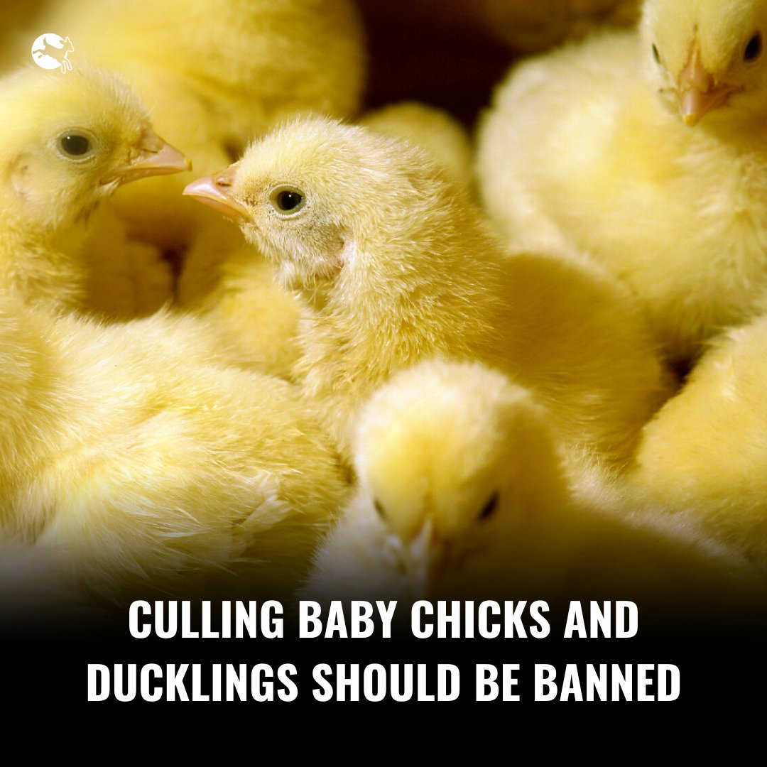 🔬Did you know we have technology to recognize the sex of an embryo in the egg before it feels pain & prevent it from hatching?
🐣It's more humane than culling day-old chicks & ducklings deemed useless by the egg & foie gras industry.
This #EUelections, vote with animals in mind.