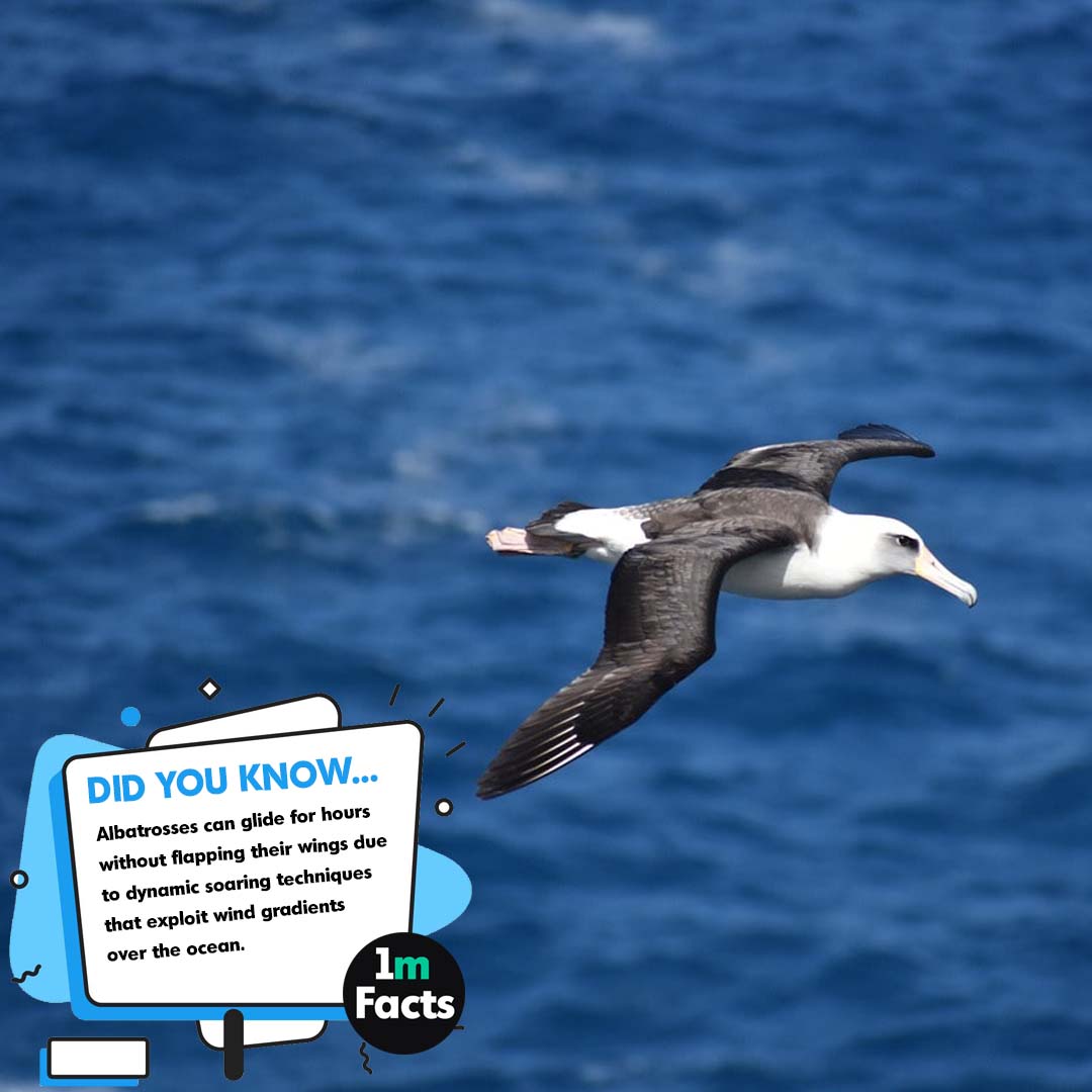 Everything You Didn’t Know About Albatross: 50 Eye-Opening Facts
1mfacts.com/everything-you…
#Albatross #Seabirds #OceanLife #BirdWatching #WildlifePhotography #MarineBirds #Wingspan #BirdLovers #OceanWonders #CoastalBirds