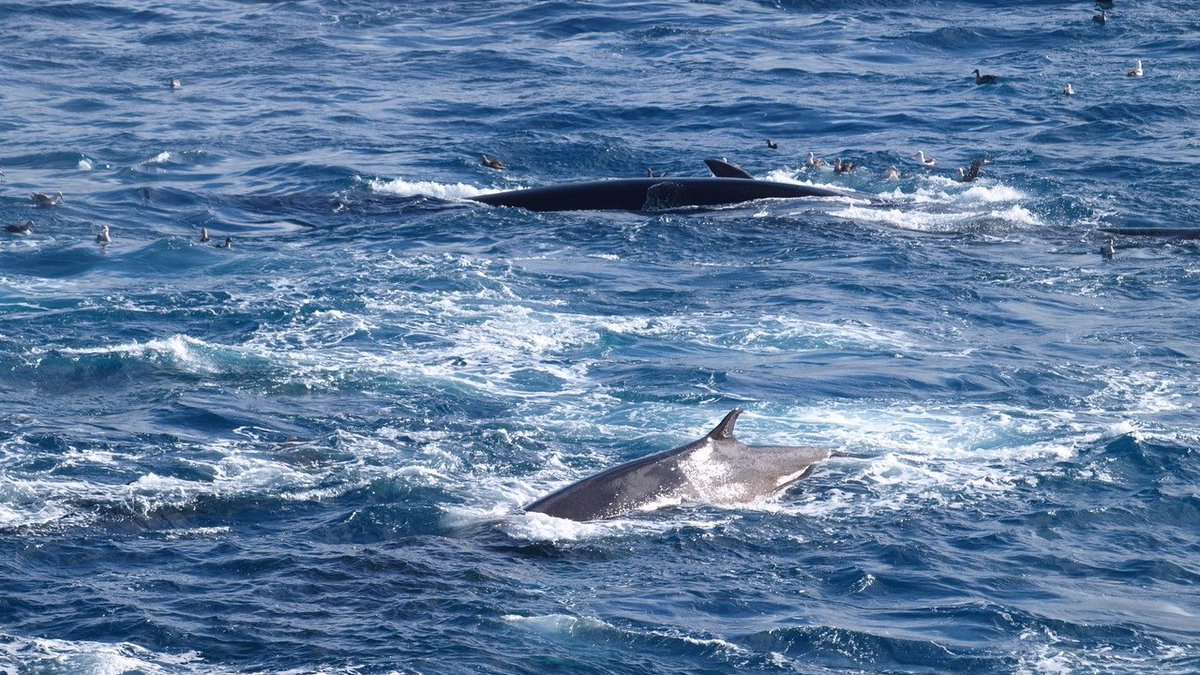 International Whaling Commission (@iwc_int) on Twitter photo #JCRM publishes a new study of lunge-feeding behaviour in Southern Hemisphere fin whales. Thanks to the authors <a href="/DrHelenaHerr/">Helena Herr</a> & Alexander Rychwalski. Read it here: journal.iwc.int/index.php/jcrm… #JCRM publishes a new study of lunge-feeding behaviour in Southern Hemisphere fin whales. Thanks to the authors <a href="/DrHelenaHerr/">Helena Herr</a> & Alexander Rychwalski. Read it here: journal.iwc.int/index.php/jcrm…