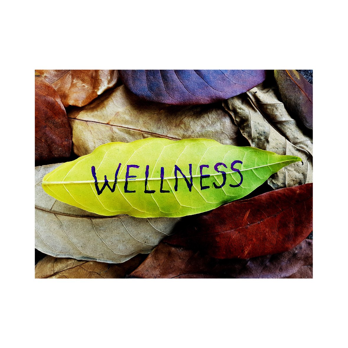 powerful formulation of herbs that may assist immune and Gut health supporting microbial actions. 🌱 pickvitamin.com/panaxea-intern… 🌱 empirevitamin.com/panaxea-intern… 🌱 nutrientscript.com/panaxea-intern… 🌱 vitaminbrother.com/panaxea-intern… 🌱 vitaminclever.com/panaxea-intern… 🌱 Luckyvital.com/panaxea-intern…