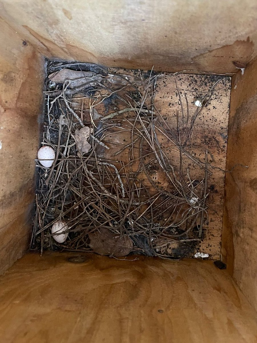 Juan Carlos Senar tweet media