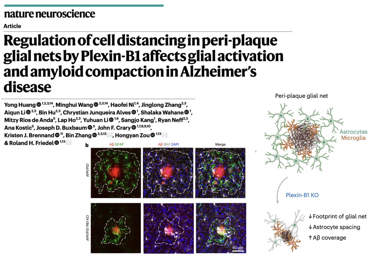 Friedel Lab (@labfriedel) on Twitter photo Congrats Yong, Minghui, and all team members for our study in <a href="/NatureNeuro/">Nature Neuroscience</a> on importance of receptor #Plexin-B1 in peri-plaque glial net formation in #Alzheimer’s !
doi.org/10.1038/s41593…
<a href="/yonghuang33/">Yong Huang</a> <a href="/deepstatistics/">Minghui Wang</a> <a href="/SinaiBrain/">Friedman Brain Institute</a> <a href="/MountSinaiNeuro/">Mount Sinai Neurosurgery</a> <a href="/SinaiGenetics/">Mount Sinai Genetics</a> <a href="/IcahnInstitute/">Icahn Genomics Institute</a> Congrats Yong, Minghui, and all team members for our study in <a href="/NatureNeuro/">Nature Neuroscience</a> on importance of receptor #Plexin-B1 in peri-plaque glial net formation in #Alzheimer’s !
doi.org/10.1038/s41593…
<a href="/yonghuang33/">Yong Huang</a> <a href="/deepstatistics/">Minghui Wang</a> <a href="/SinaiBrain/">Friedman Brain Institute</a> <a href="/MountSinaiNeuro/">Mount Sinai Neurosurgery</a> <a href="/SinaiGenetics/">Mount Sinai Genetics</a> <a href="/IcahnInstitute/">Icahn Genomics Institute</a>