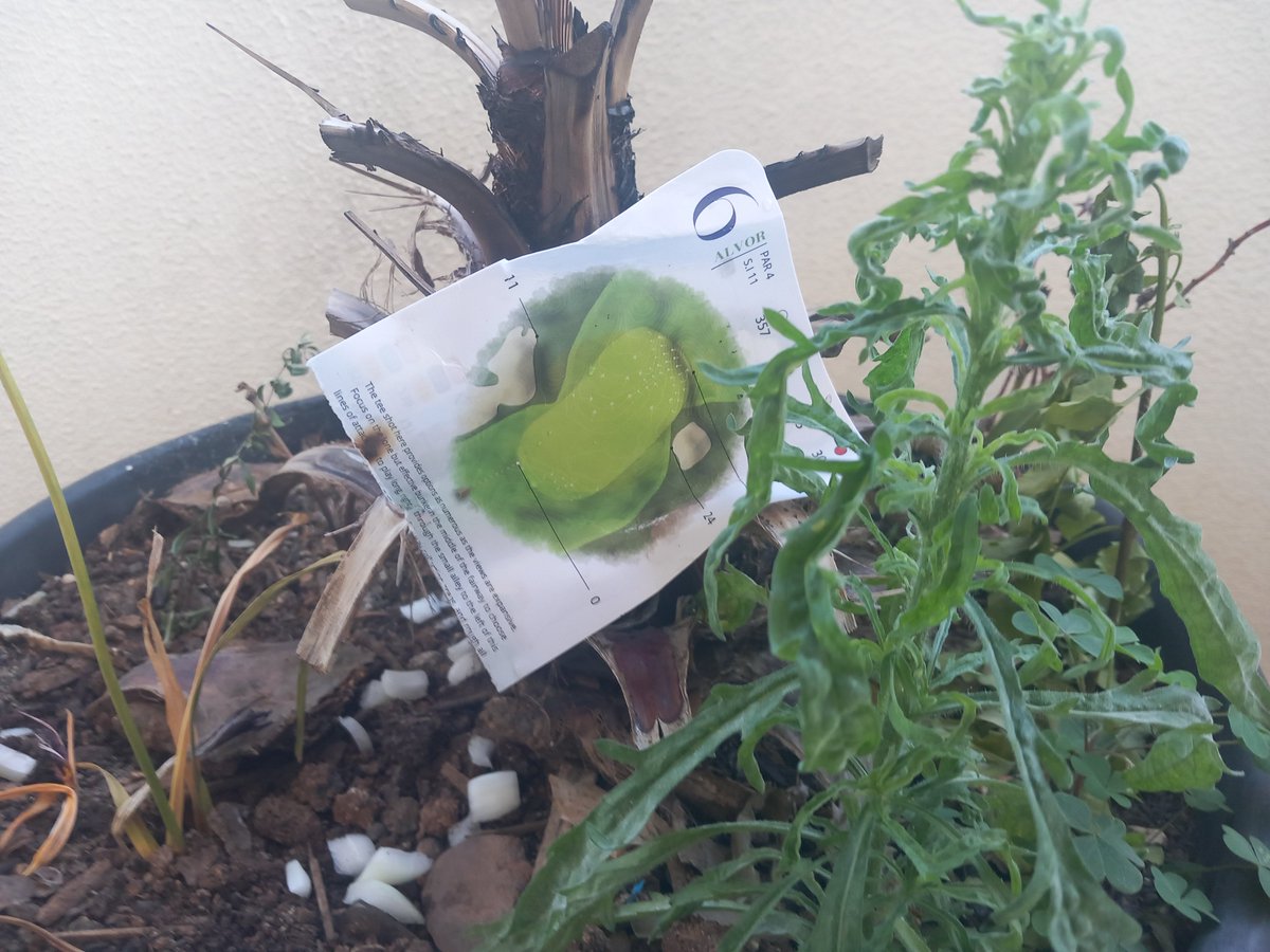 bra_ruby's tweet image. 