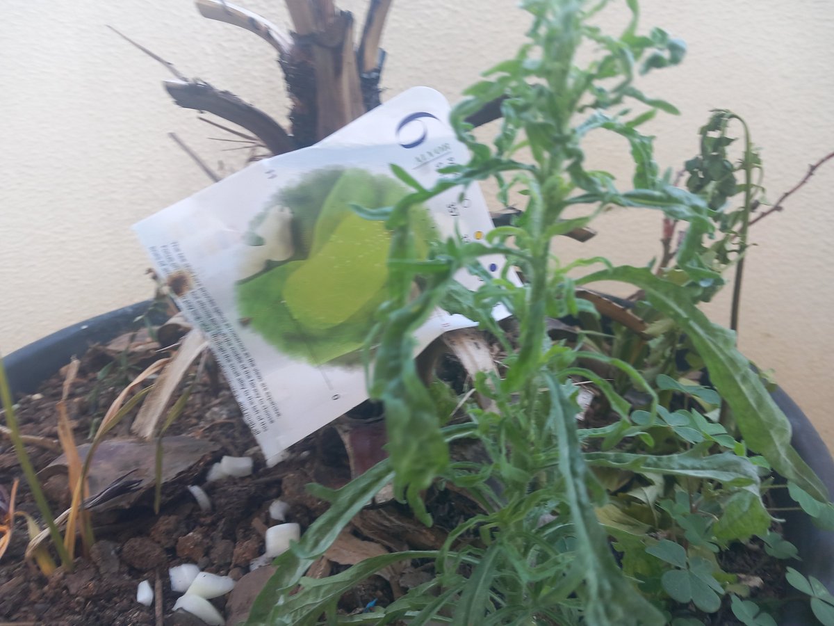 bra_ruby's tweet image. 