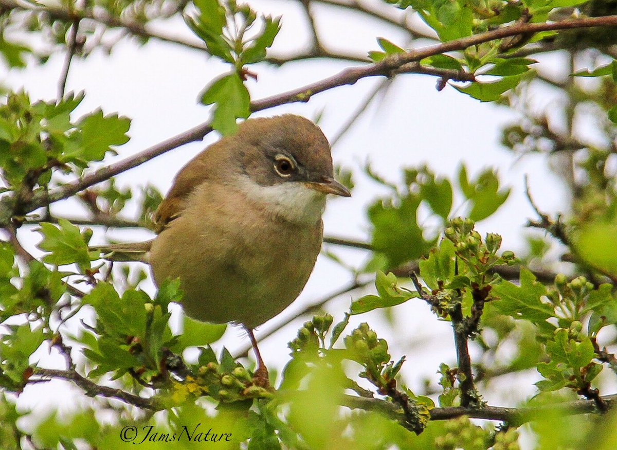 Lots of beautiful Common Whitethroat about at the moment! @teesbirds1