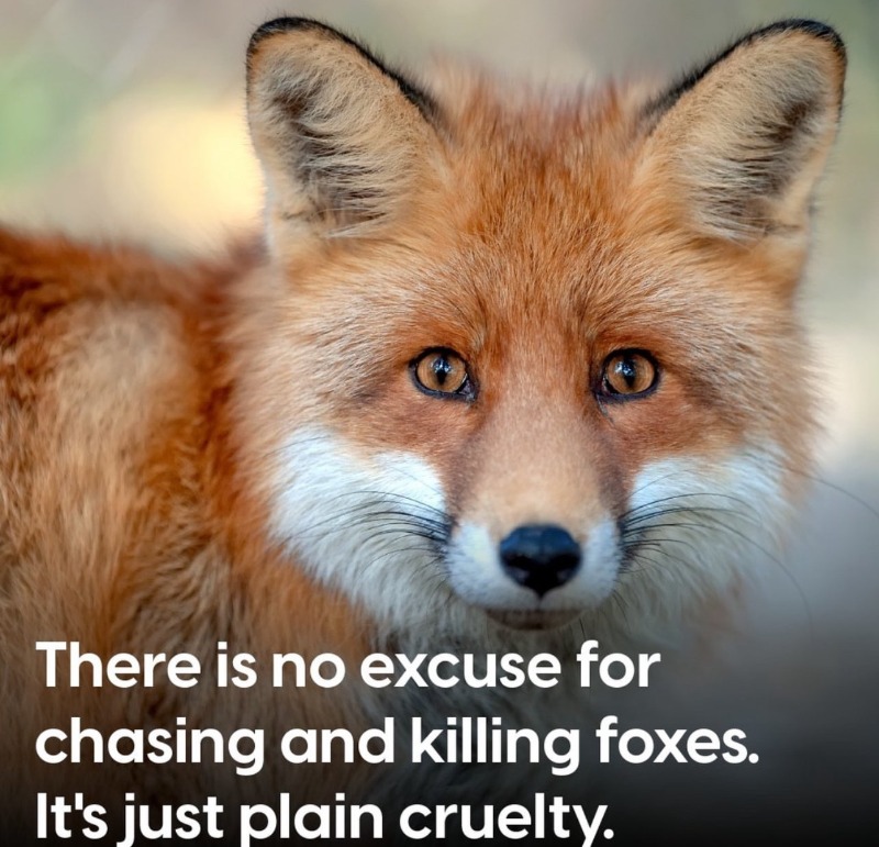ProtectTheWild_'s tweet photo. RT if you agree!

Follow @ProtectTheWild_ and help us end fox hunting for good! https://t.co/iYy69gBev6