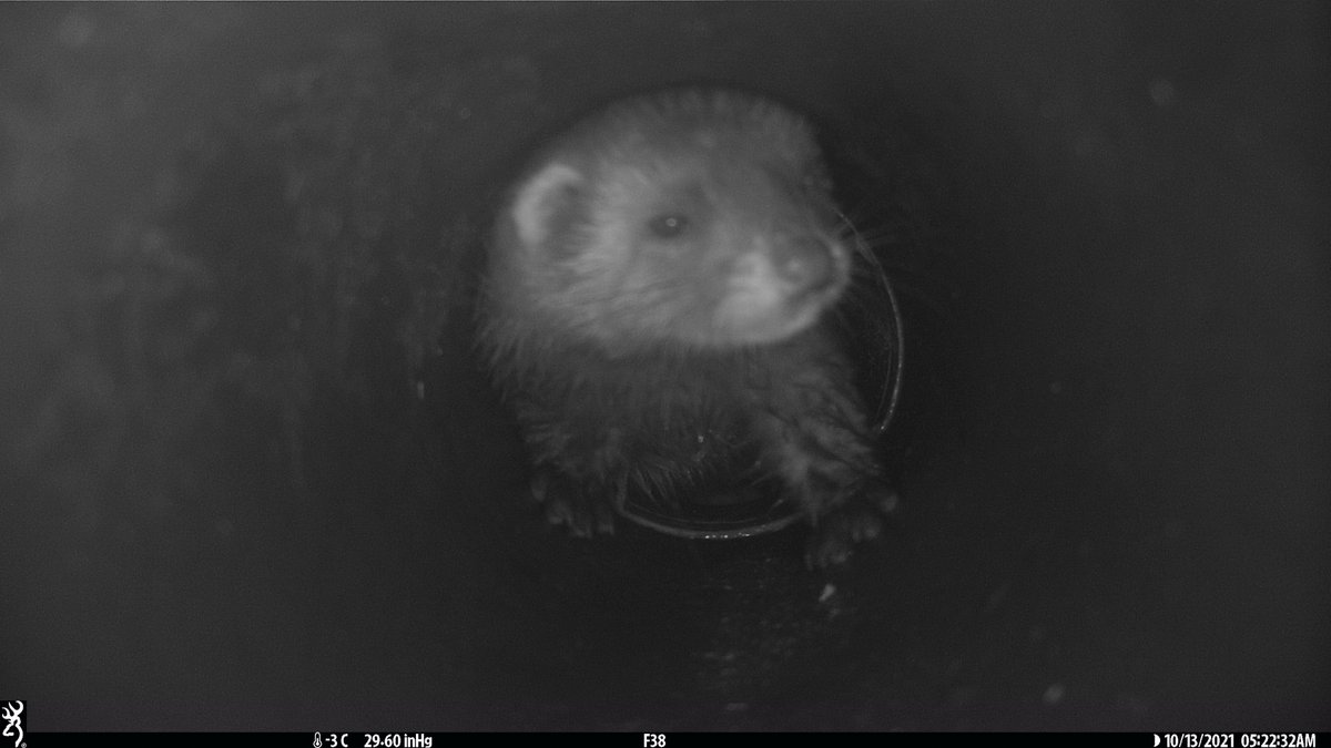 Tim R. Hofmeester🐾📷🎶 tweet media