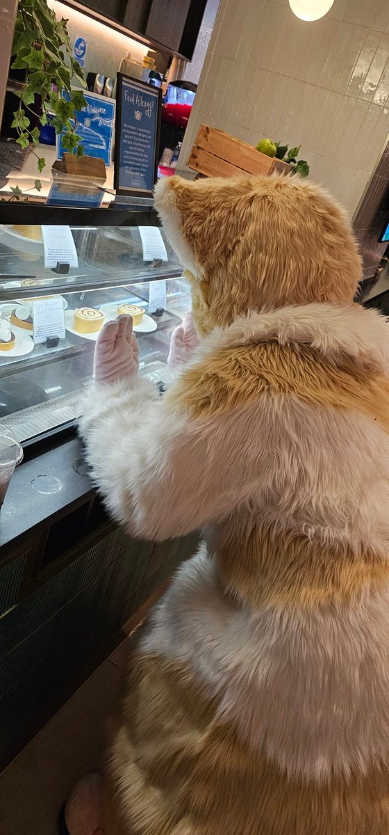 peanutblaze1979's tweet photo. Peanut Needs cake! https://t.co/902WuZMtc5