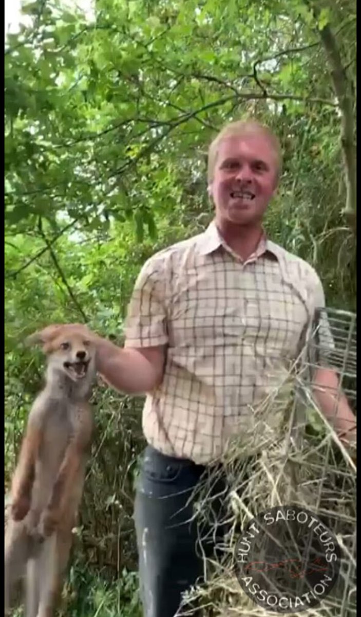 This is what evil looks like. Vile footage released by Hunt Saboteurs Association showed a member of the Old Berkshire Foxhounds baiting a young fox with a terrier. This is the true face of fox hunting.