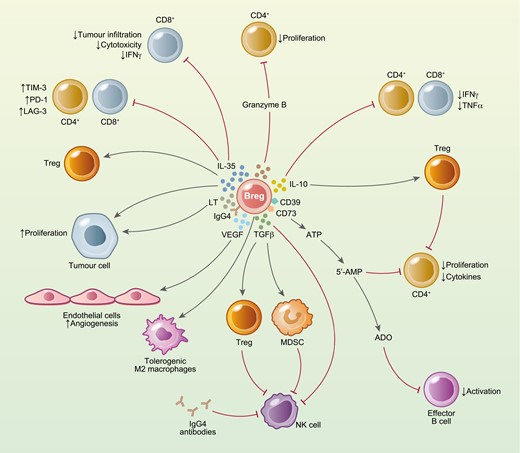 CEIjournal's tweet photo. 📸 Mediators of #Breg induction in the tumour microenvironment

Here, researchers at @QMULBartsTheLon discuss the heterogeneity of #Bregs, cellular interactions they make with other immune cells &amp; the tumour, and how they enable tumour escape ➡https://t.co/BlxZyrPaIi https://t.co/4d7OyWfCDR