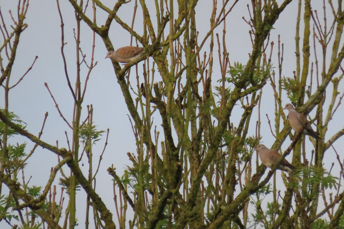 Latest week-long trip to North Yorkshire really couldn’t have got off to a better start. Got down to Harwood Dale for sunrise this morning, and was rewarded with 4 turtle doves milling around @nybirdnews @WhitbyNats