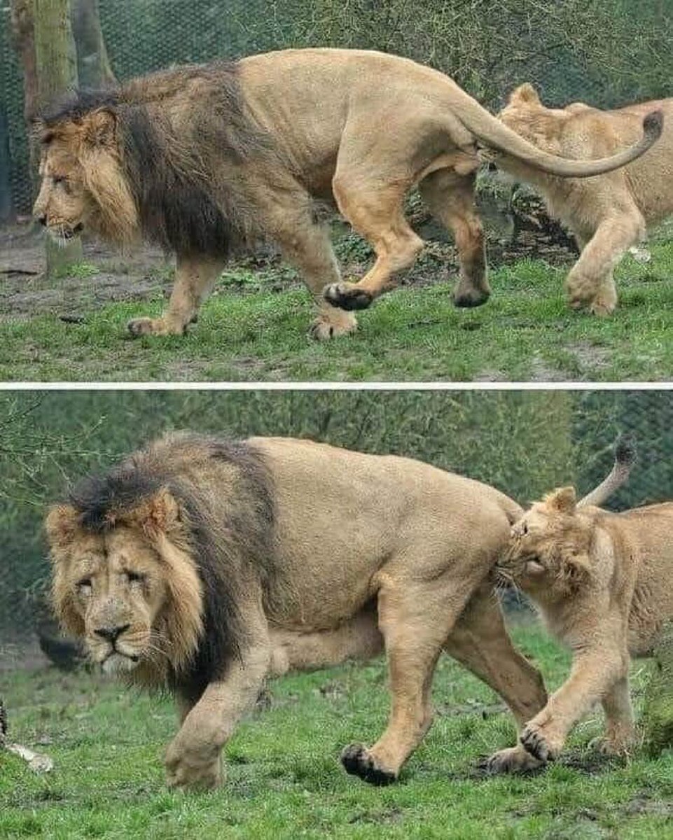 정글의 왕도 무서워 하는..

암사자가 가임기 때,  하루에 20번에서 40번까지 섹스를 합니다. . 20번에서 40번, 암사자가 짝짓기를 요구하며, 만약 숫사자가 피곤하고 그녀의 요구를 채울 수 없어 도망가려하면, 그녀는 그의 불알을 물어뜯는 😂.