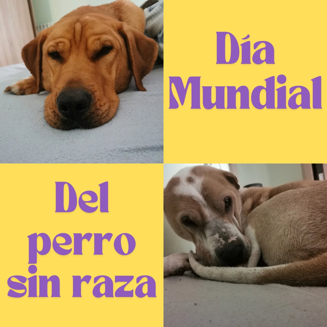 No importa su raza, solo el amor incondicional que todos dan. No compres, adopta #lafabricadelcartuchovigo #muchomasquetinta #diamundialdelperrosinraza