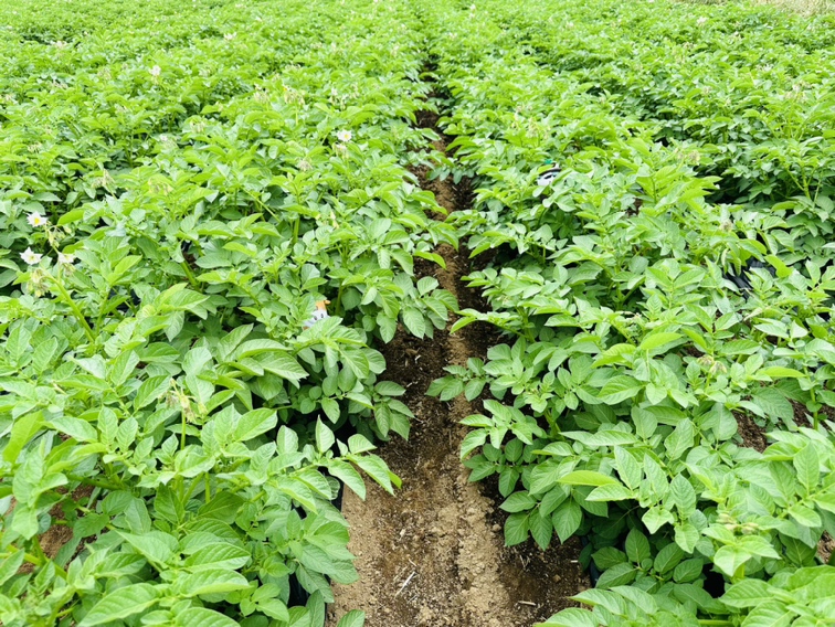 #わさビーフ農場 🥔 「わさモーを探せ」🔎🐄🐃 先週の畑訪問からのおまけ写真