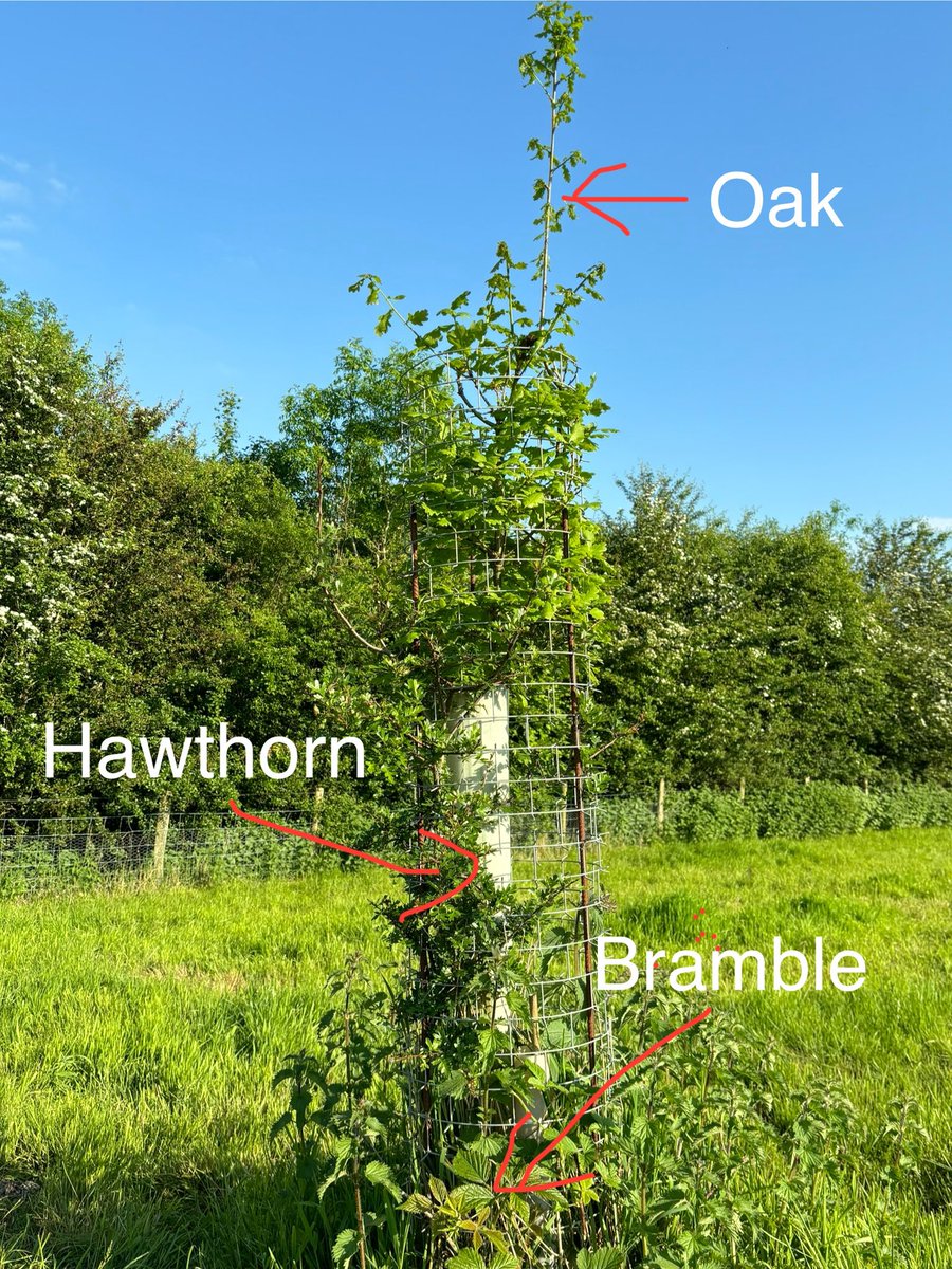 CactusTreeGuard's tweet image. Easy to re-imagine how this sort of set up could change the pastoral landscape for the better!