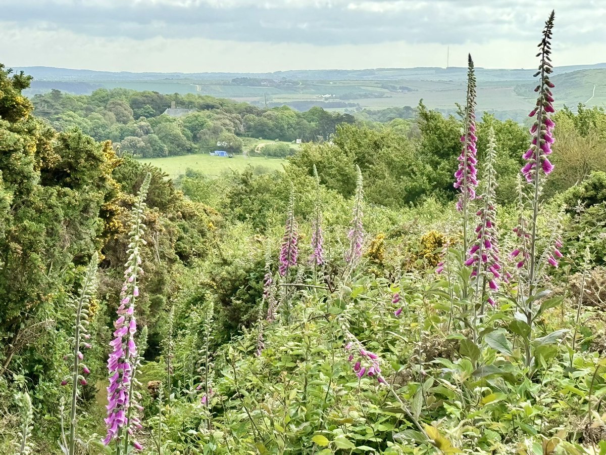 The stunning Digitalis purpurea or to most of us the humble “Foxglove”. My favourite British wildflower, marking the change in season from Spring to Summer. Loved by Bumblebees who excitedly get wedged in the trumpet flowers and lap up the delicious nectar that oozes from within.