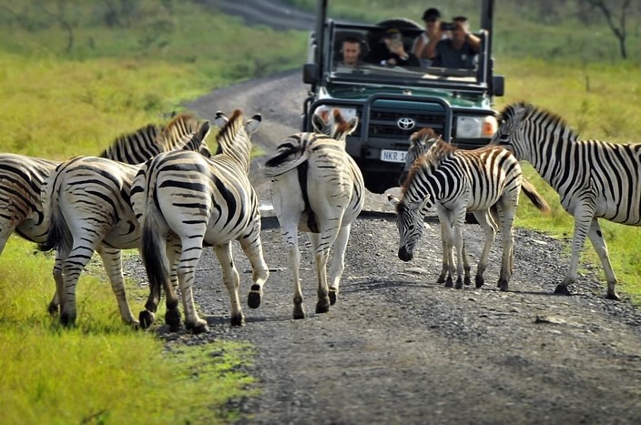 At Nambiti, every day is a 'zebra crossing' day! 😄

📷laboleyn 

#gamedrives #wildlife #zebras #nambitireserve #nambiti #southafrica #africa #safari #big5 #naturephotography #wild #animals #discoverwildlife