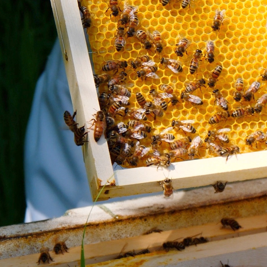 Don't crush your queen! Always check the side of the frame as you put it back into the brood box or you may find queen cells next time you inspect! #NorfolkHoneyCo #StewartSpinks #BeekeepingForAll