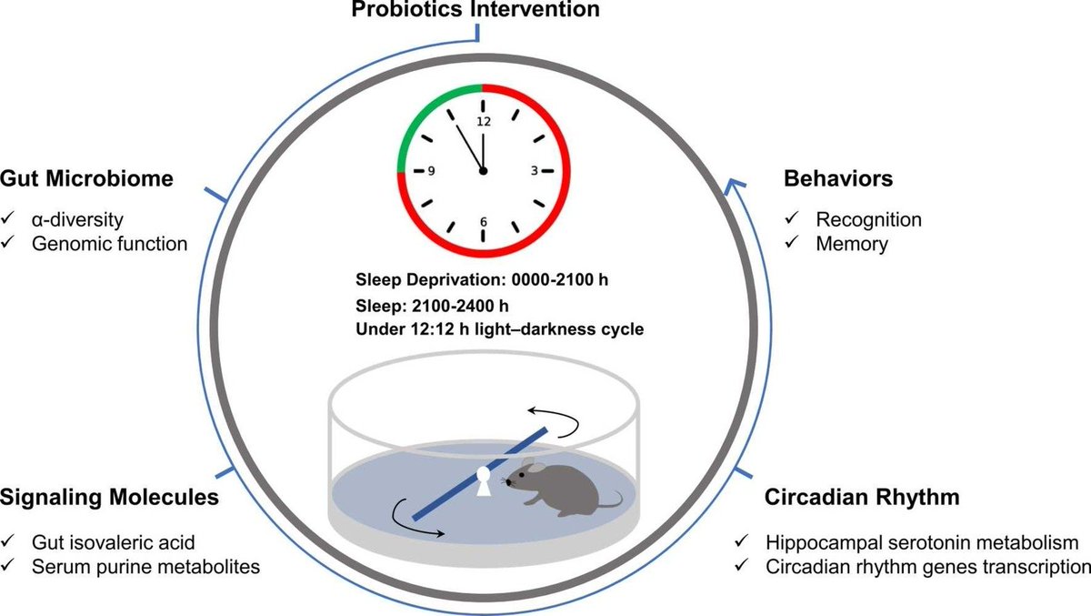 •#Probiotics alleviate #sleep-deprivation-induced cognitive impairment
•Probiotics could modulate #melatonin system in striatum
•Probiotics could modulate striatal #circadian rhythms genes expression
•Mechanisms of action correlate with gut #microbiome and metabolite changes