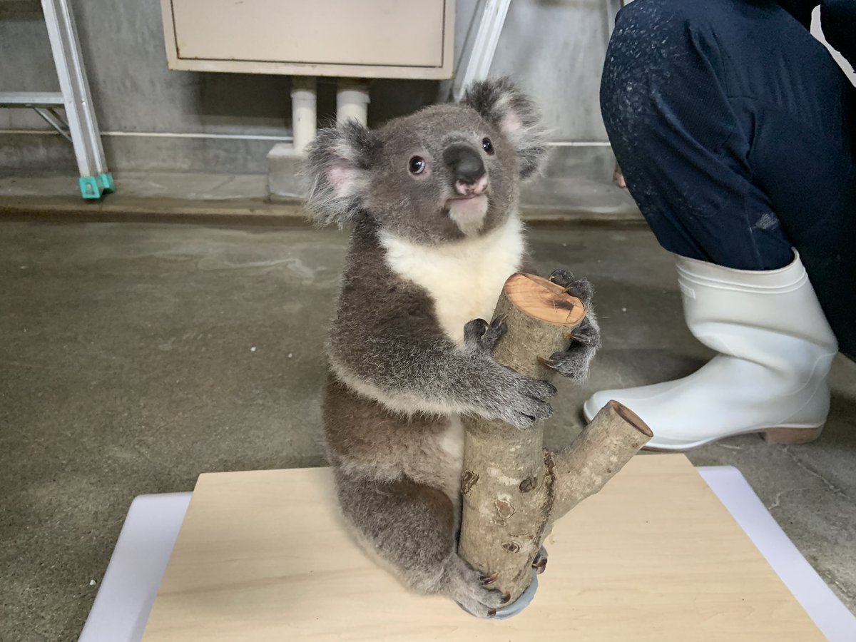 englandhill_zoo's tweet photo. 本日のナギの体重は1,867gでした
現在使用してる体重計も上限が近づいてきたのでそろそろまた新しい体重計を探さなくては@(・●・)@
#コアラ #ナギ https://t.co/8x0r85Jqpk