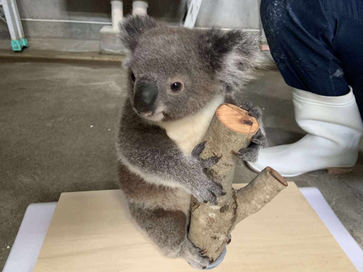 englandhill_zoo's tweet photo. 本日のナギの体重は1,867gでした
現在使用してる体重計も上限が近づいてきたのでそろそろまた新しい体重計を探さなくては@(・●・)@
#コアラ #ナギ https://t.co/8x0r85Jqpk
