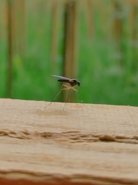 An unidentified Long-legged Fly (Dolichopodidae), at the new Miyawaki trial plot at Cornwallis Park, Maidstone. Long-legged Flies are a large family of true flies with more than 8,000 species described.🦟 @DipteristsForum @KentFieldClub @maidstonebc @KentWildlife @Buzz_dont_tweet