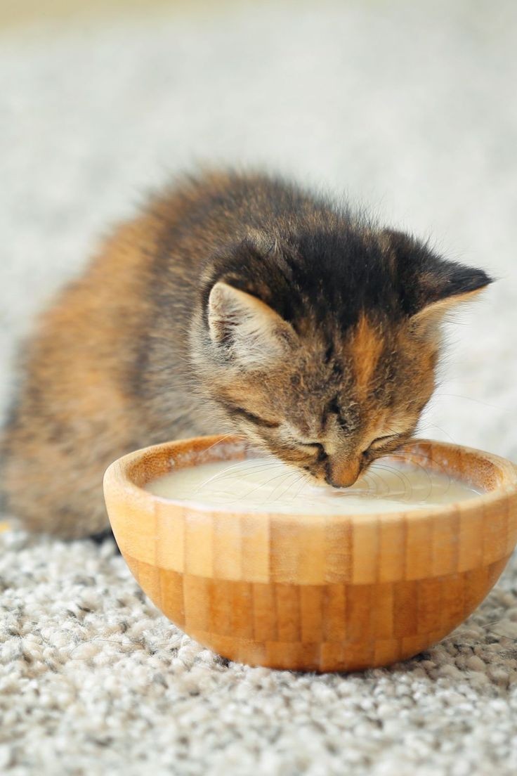 ㅤ

ㅤㅤ⎙ㅤ︵ㅤ﹫ 𝒊𝒂𝒏𝒋𝒔𝒐𝒎𝒆𝒓𝒉𝒂𝒍𝒅𝒆𝒓
ㅤㅤㅤ  𝒊nstαgrαmㅤ⿻ㅤ𝓹ost
ㅤㅤ▬▬▬▬▬▬▬▬  ㅤㅤ❛ 📷

Hora de ordenhar as vacas e dar o leite para os gatinhos. Amo esta vida no campo!
ㅤ