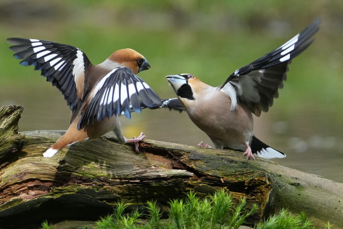 📸 Rik Bouwhuis maakte deze prachtige foto van twee appelvinken in Amerongen. Goed gelukt wat ons betreft! 🤩 Meer inzendingen de #Vogelfotogalerij kun je hier zien: vogelbescherming.nl/ontdek-vogels/…