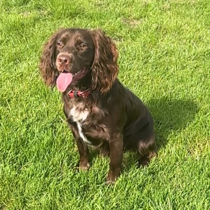 Our newest family member doesn't show his tongue very often - not like the Collies!  Here's Bryn with his tongue actually out (he'd been playing ball) #TOT #TongueOutTuesday #Dogs #DogsOfTwitter #Sprocker