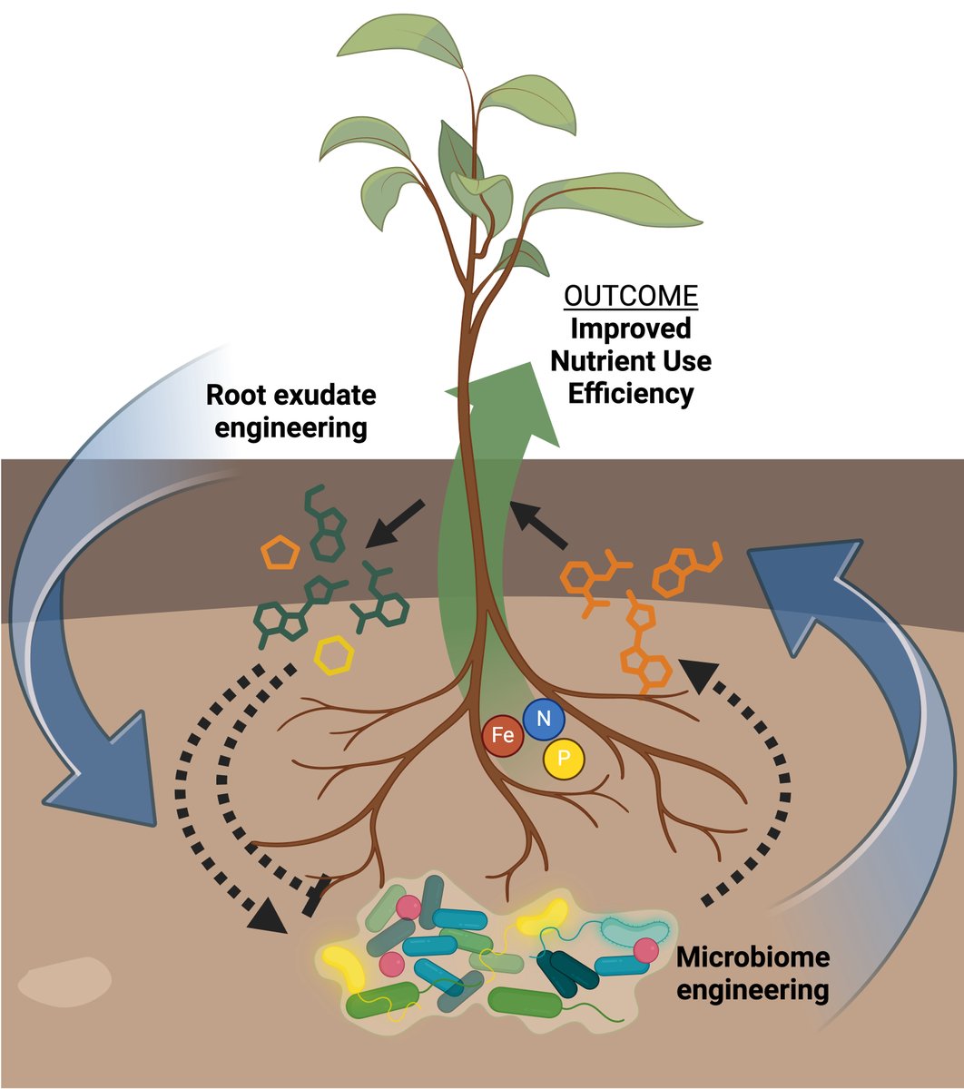 Check out our short review on engineering plant–microbe communication for improving plant nutrient use efficiency: 
authors.elsevier.com/a/1j9va3PtAV8-…
Good job <a href="/tufanoz/">tufan oz</a> and Catherine!