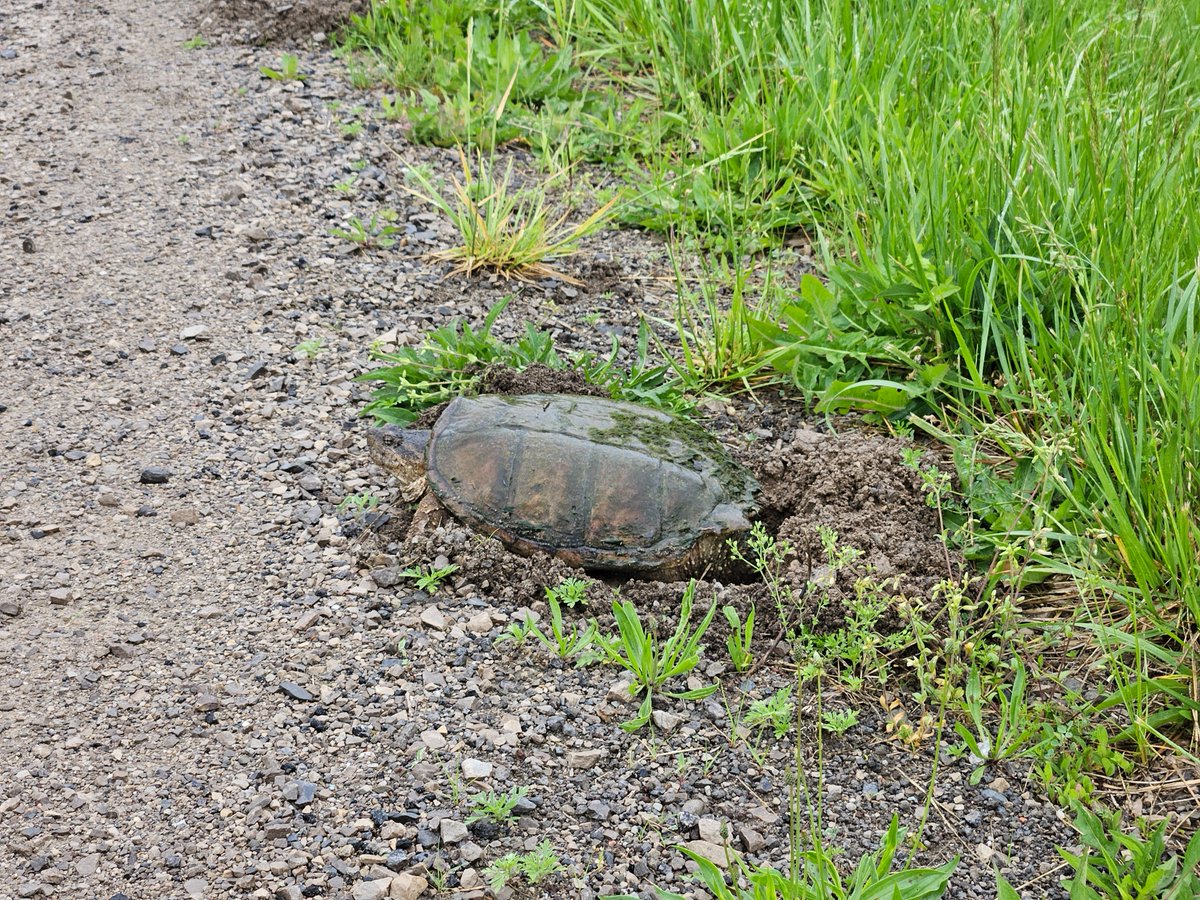 🐢 Turtle Nesting Season is Here! Our shelled friends are on the move, and they may need a little help crossing the road. For helpful tips parks.canada.ca/nature/science… 
Every effort counts in protecting our turtles