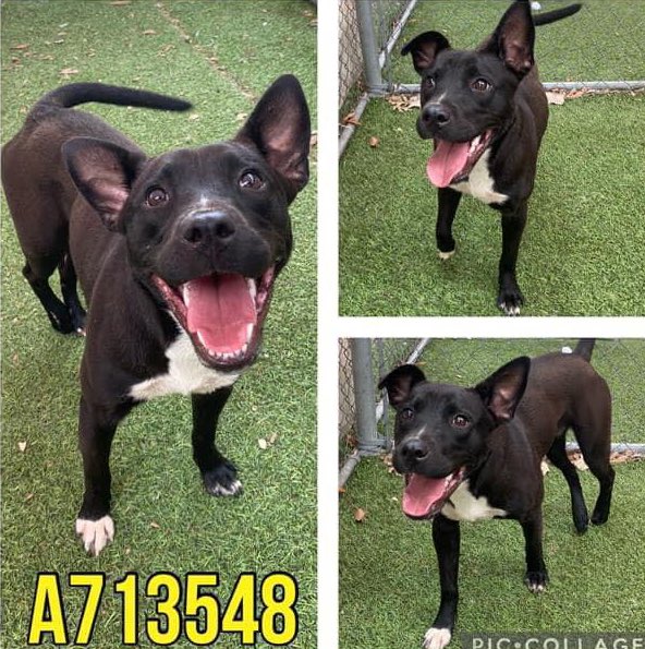 🆘INJURED DOG PETUNIA #A713548 (1yo F, 33lb) HIT BY A CAR IS TBK TODAY 5.28 BY SA ACS  TX‼️ 

🚨📝palpable defect in R femur, nonweight bearing⚠️RH fem fx may heal on own but may require amp if sx fixation cant be afforded /doesn’t heal on own
#PLEDGE
#Foster/#Adopt ☎️2102074738