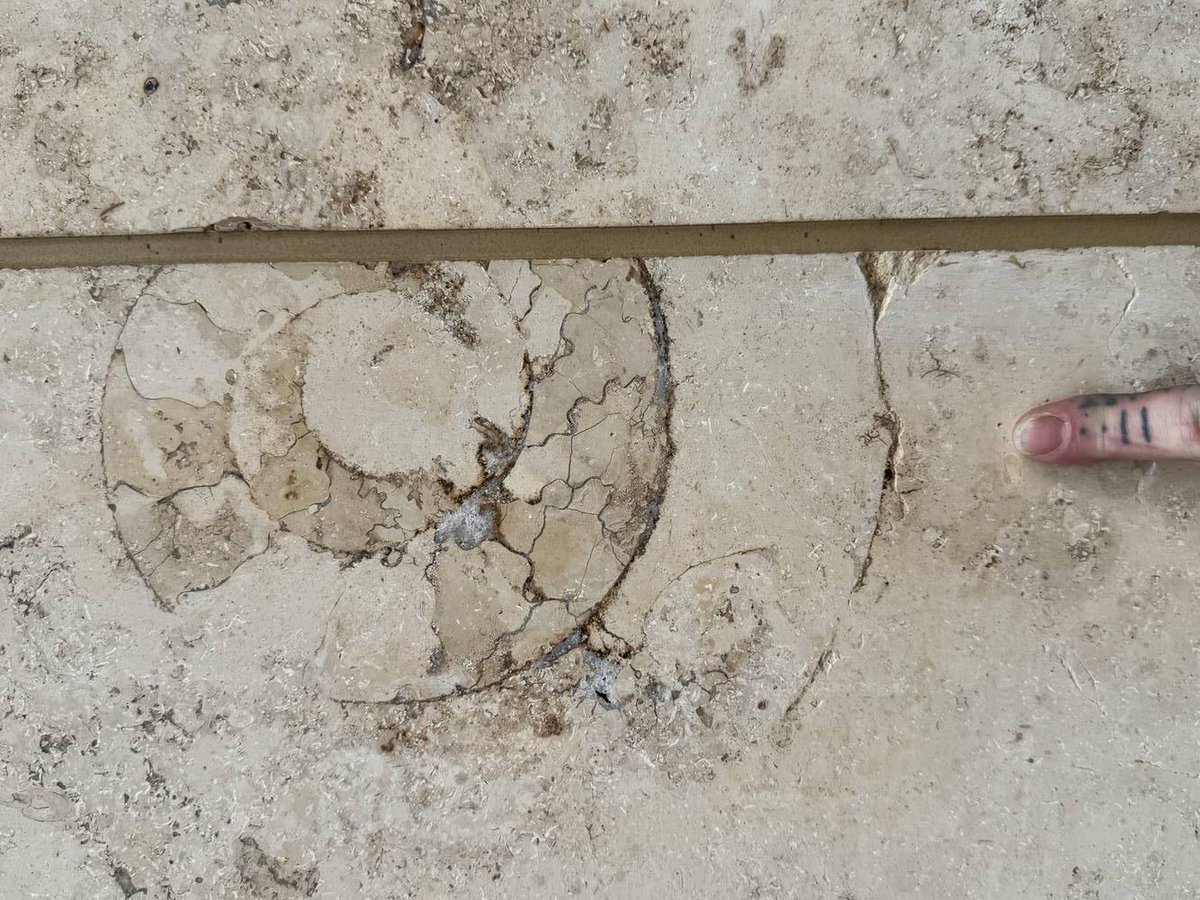 New entry on our website for Glasgow Queen Street Station submitted by @palaeokatie. Fosilliferous Jura Limestone. Thank you Katie! londonpavementgeology.co.uk/location-detai… #urbangeology