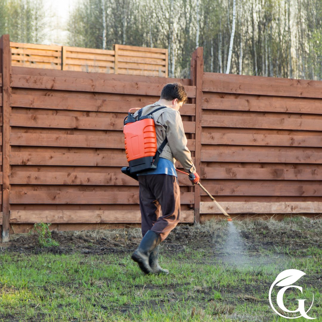 Say goodbye to turf damage with Guardian Lawn Care's effective grub control treatments. Trust in us to be your lawn's guardians against underground invaders. #GuardianLawnCare #lawncare #lawntreatments #grubcontrol