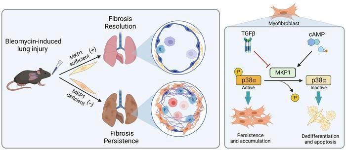 MAPK phosphatase 1 inhibition of p38α within lung myofibroblasts is essential for spontaneous fibrosis resolution: buff.ly/3UVsMmP 

@umichmedicine 
#CellBiology #Pulmonology
