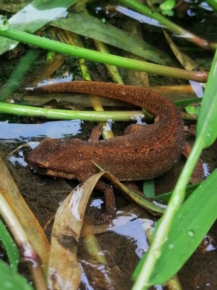 Palmate Newt at Buckland Hill Pocket Nature Reserve, Maidstone. The shallow woodland pools within this inner-urban reserve support breeding Smooth and Palmate Newts. It is hoped that a new woodland pond will be excavated this year. @ARGroupsUK @maidstonebc @KentFieldClub @KentRAG