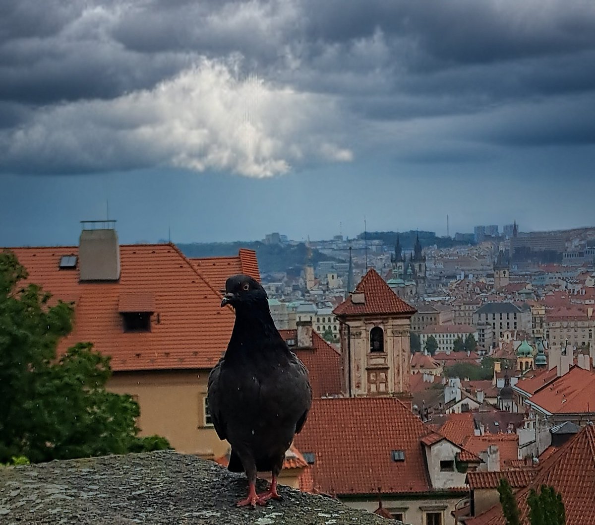 🐦 The pigeon of Prague 😂🙋...