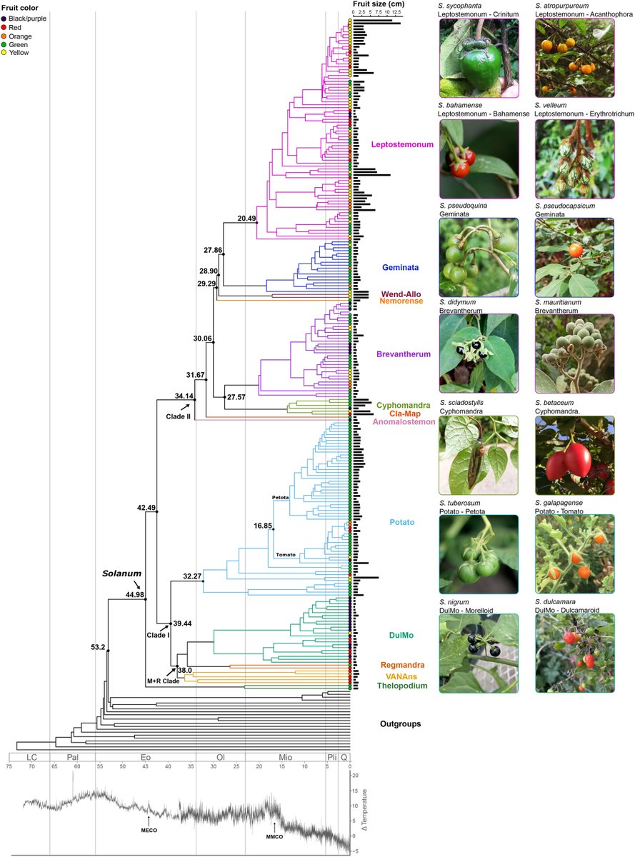 Highly resolved nuclear phylogeny uncovers the #evolution of fruit colors and sizes in #Solanum Messeder et al. 📖 ow.ly/Zgkc50RWr5g