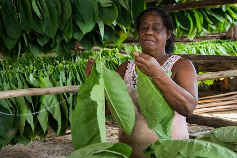 Es representativa e imprescindible la presencia de la mujer en la  actividad tabacalera.  Muchas felicidades en la jornada del trabajador tabacalero. #GenteQueSuma #PinarXNuevasVictorias #Cuba