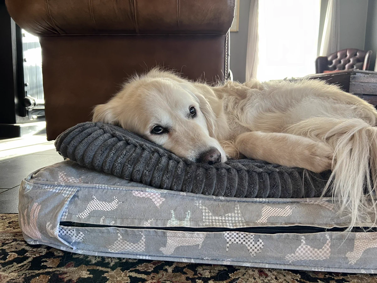 A fluffy white dog is lying on a stack of two mats in a living room.