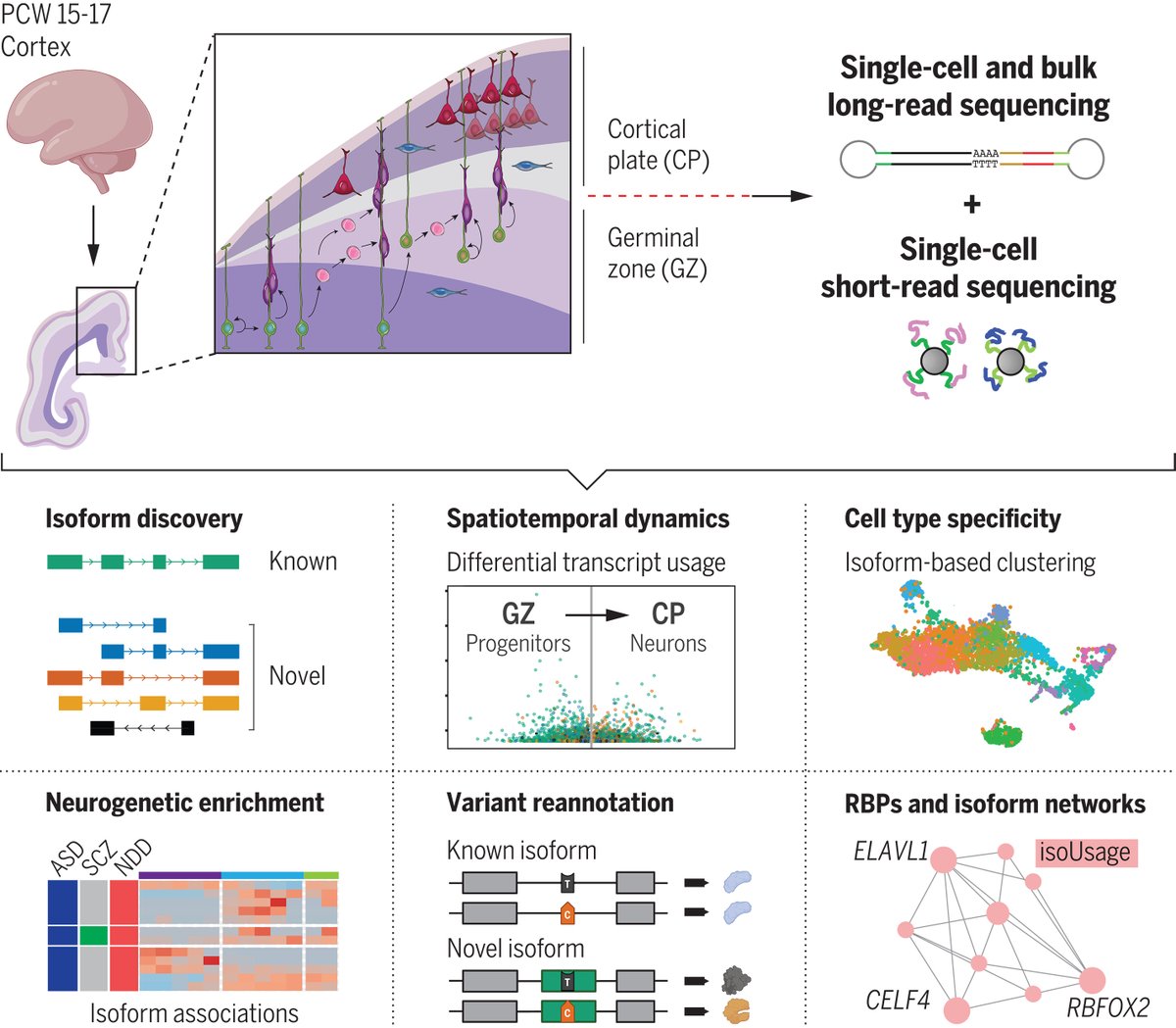 In a new Science study, researchers lead one of the most comprehensive investigations to date of splicing and resulting isoform diversity in the developing human brain—a process with strong links to neuropsychiatric disorders. scim.ag/76V #DecodingTheBrain