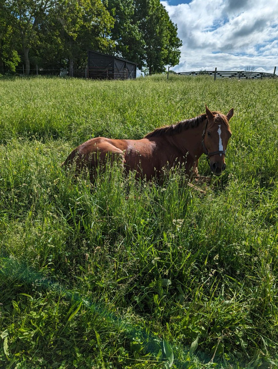 Our adopted, retired racehorse enjoying a nap...life is good...🏇