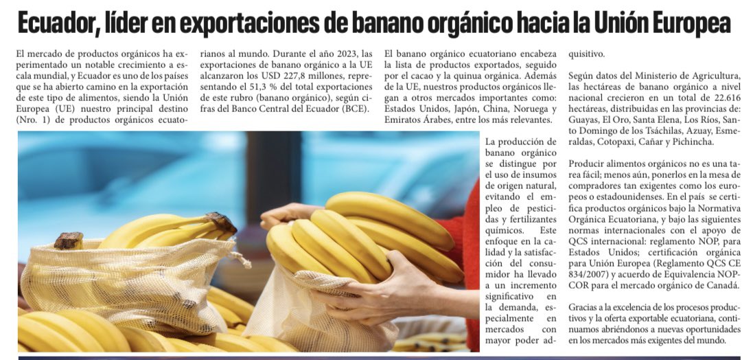 #MAGEnMedios 📰 | La producción de banano orgánico se distingue por el uso de insumos naturales. 🍌Este fruto lidera nuestras exportaciones, llegando a importantes mercados como EE.UU., Japón, China, Noruega y Emiratos Árabes. 🌍 Conoce más en ➡️ @DiarioelManaba