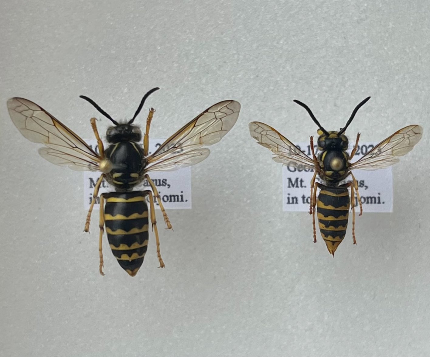 いしはや (@hodophilax1488) / X